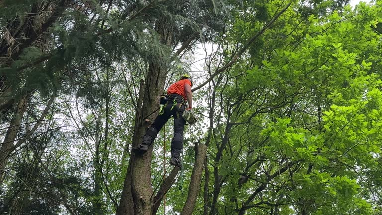 Best Arborist Consultation Services  in Fort Loramie, OH